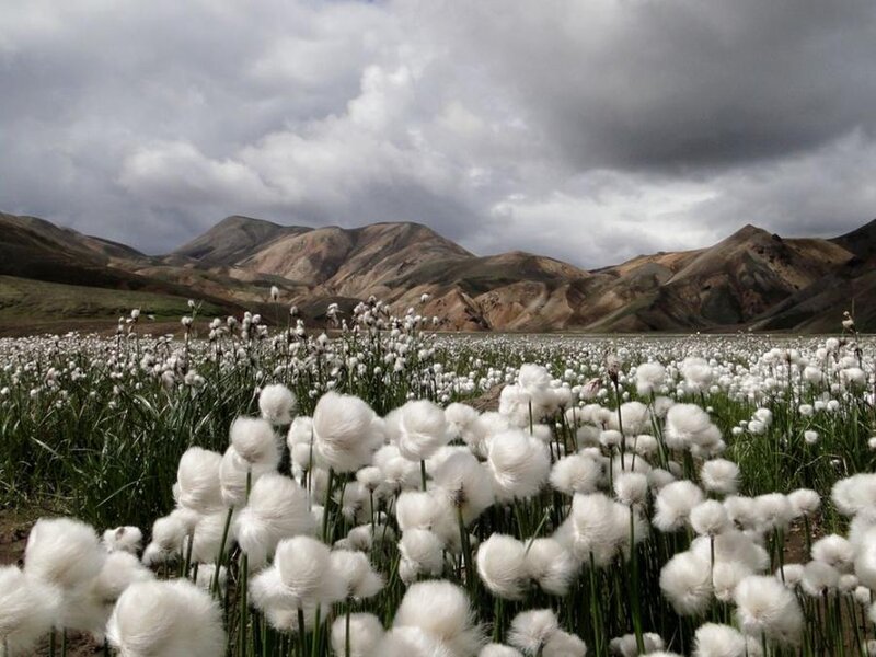Cotton Grass Field
