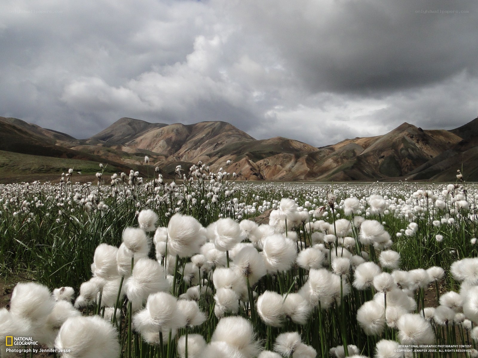 Cotton grass field with mountains