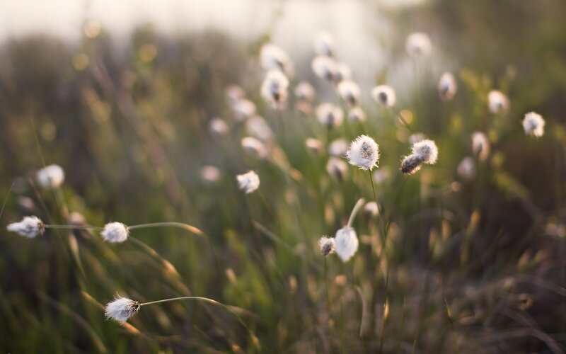 Cotton grass in a field