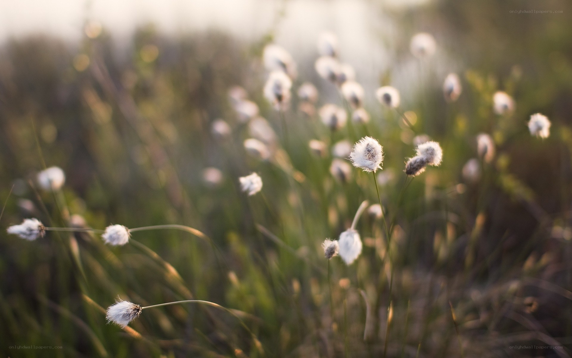 Cotton grass in a meadow
