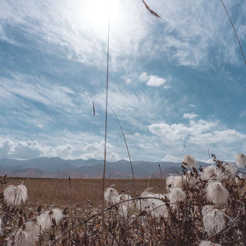 Cotton Grass in Field — Blue