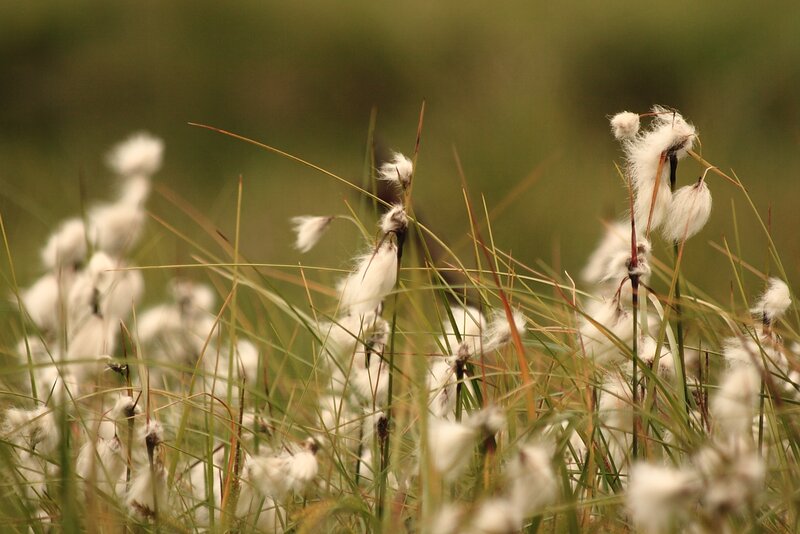 Cotton Grass in Field
