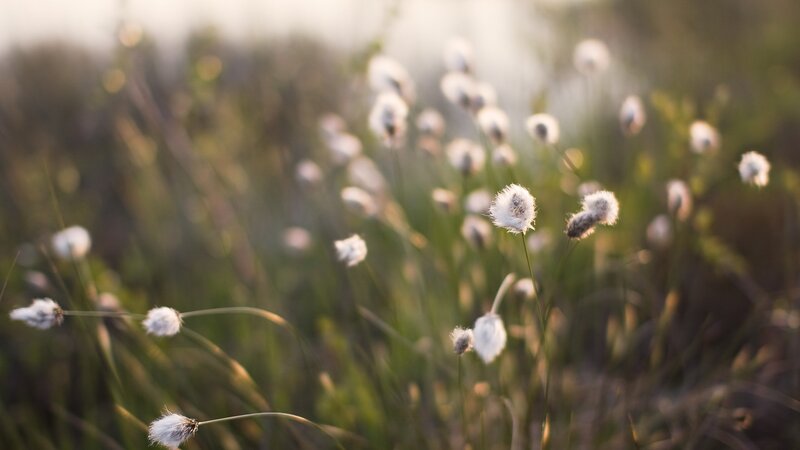 Cotton Grass in Field — White, Serene, Sunset