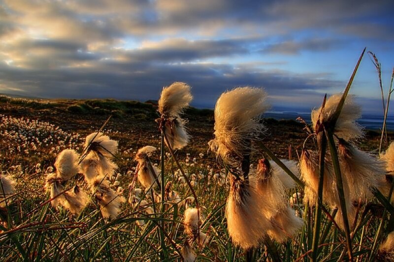 Cotton Grass in Field — White