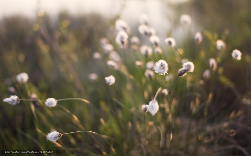 Cotton grass in golden light