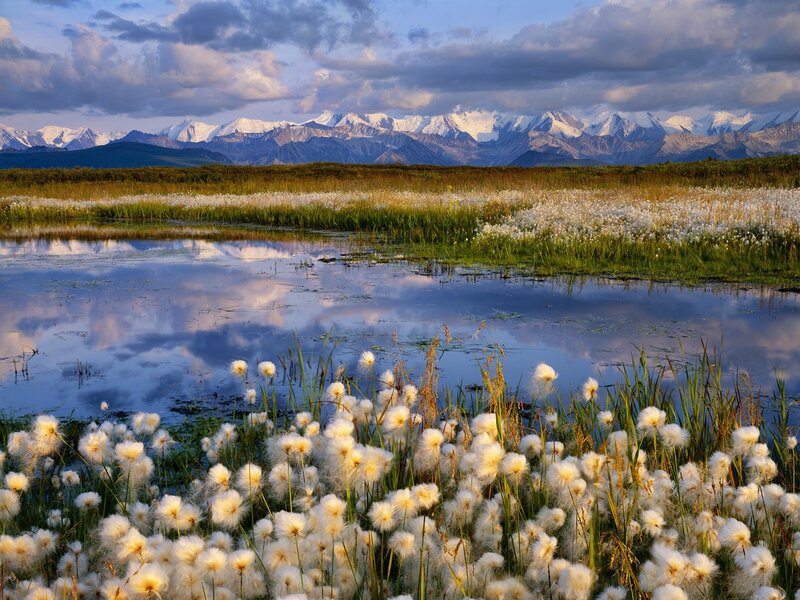Cotton Grass in Marsh — White, Serene