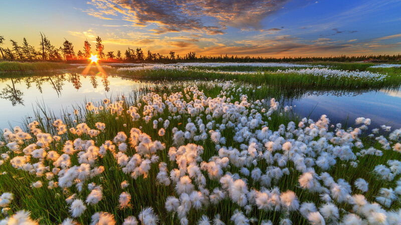 Cotton Grass in Marsh — White