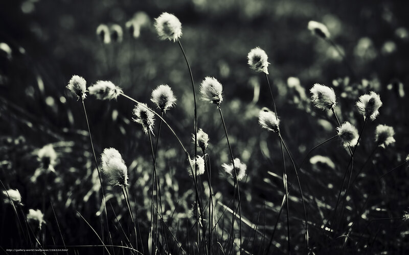 Cotton grass in monochrome