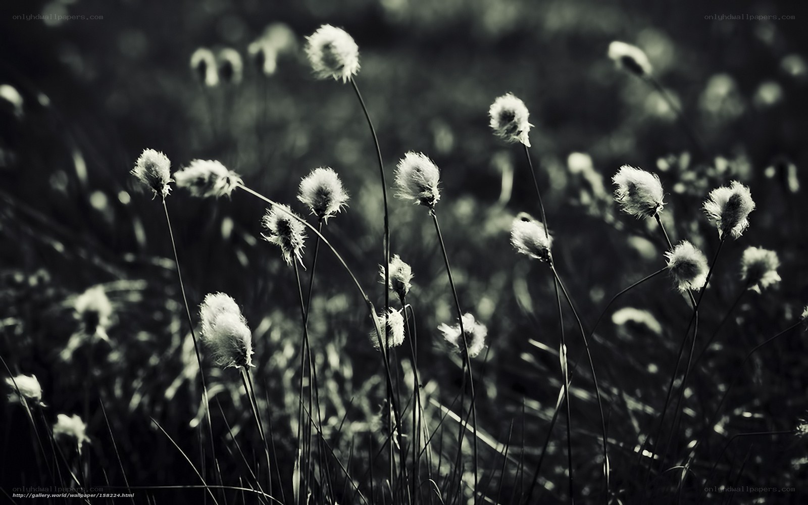Cotton grass in monochrome
