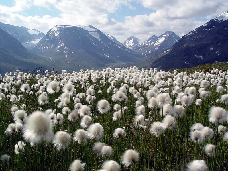 Cotton grass in mountain valley