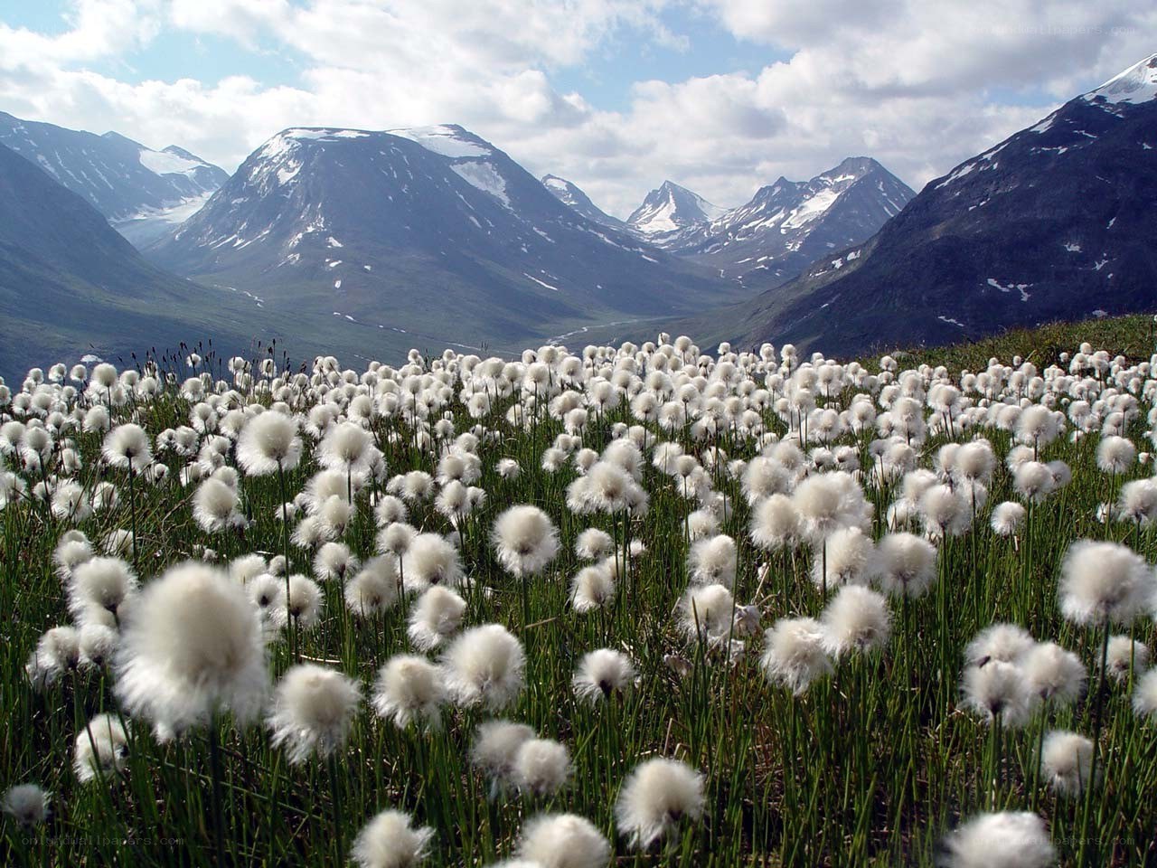 Cotton grass in mountain valley