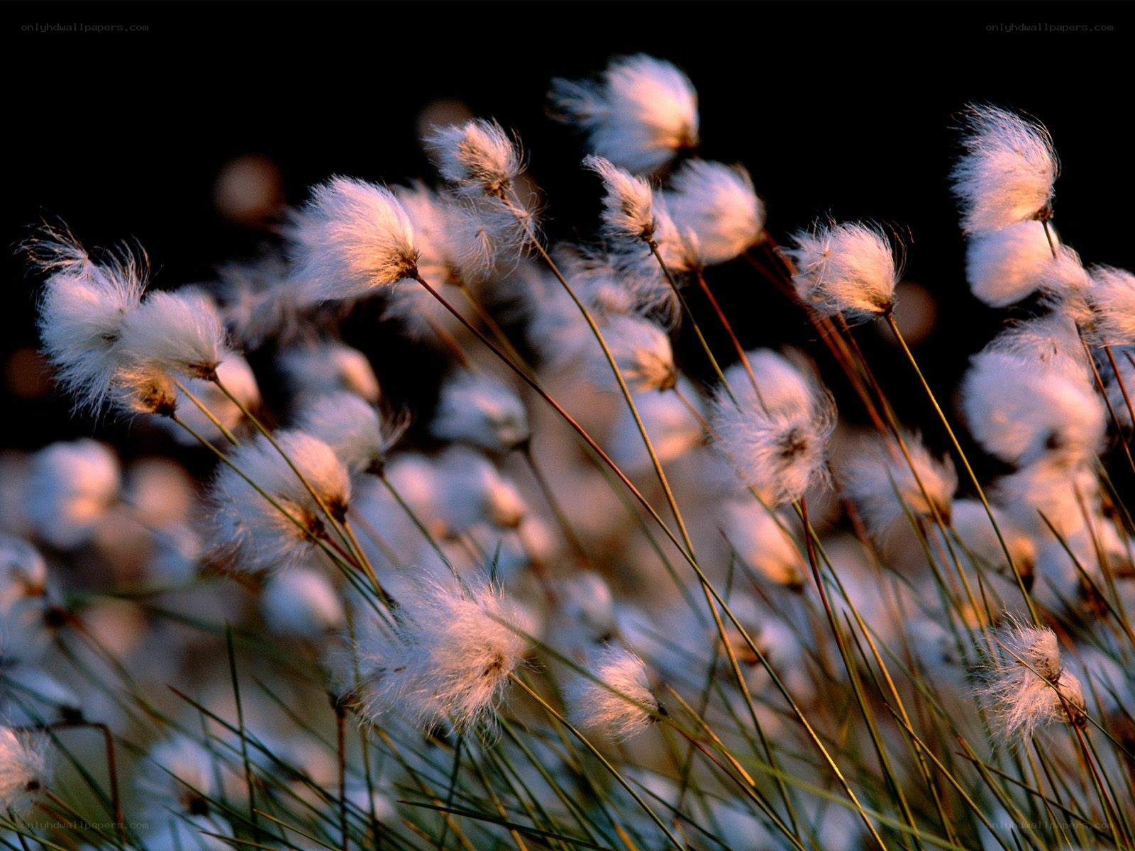Cotton grass in the evening light