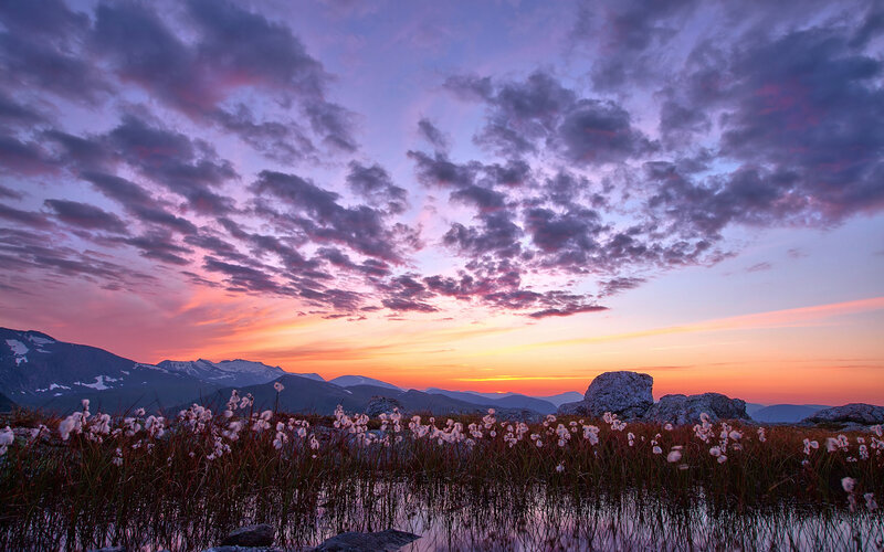 Cotton Grass in Wetland — Purple