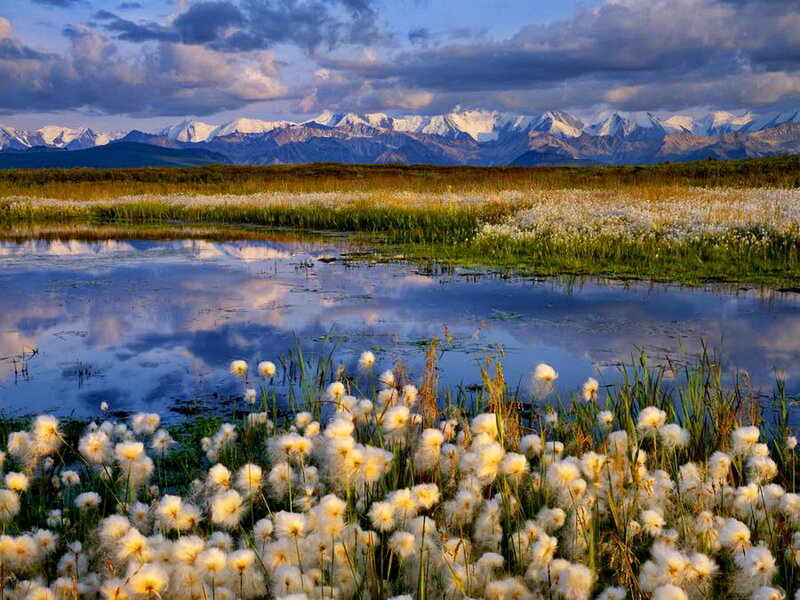 Cotton Grass in Wetland