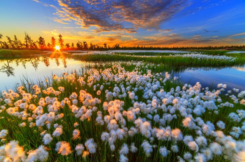 Cotton Grass Marsh — Blue