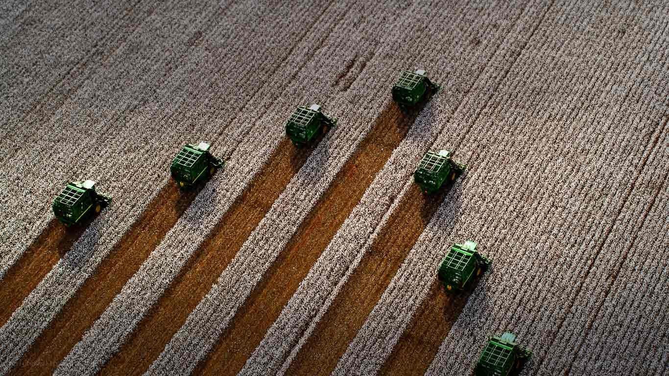 Cotton harvest from above