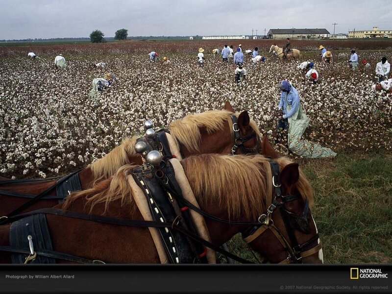 Cotton Harvest in the American South