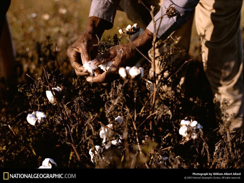 Cotton harvesting in progress
