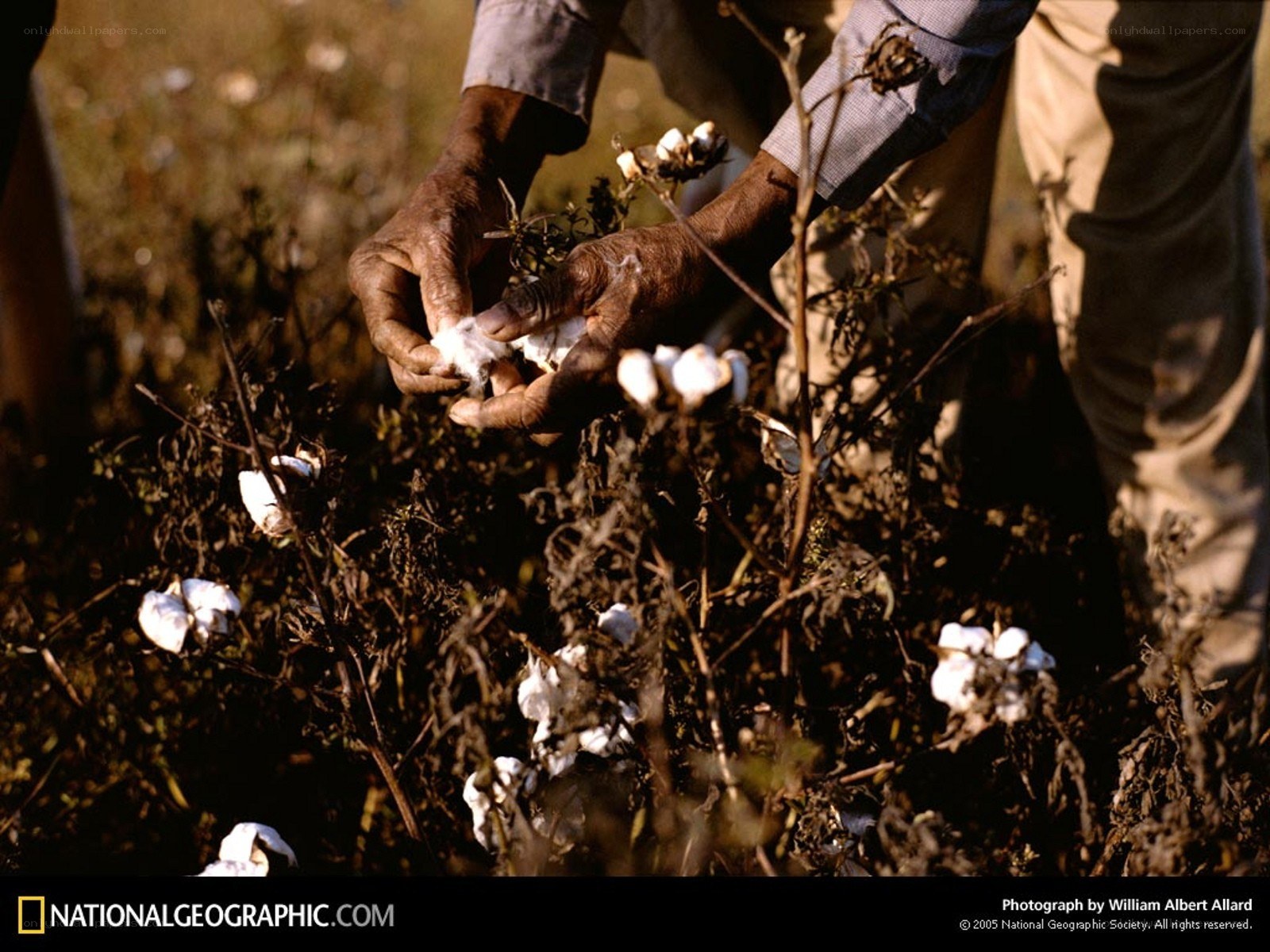 Cotton harvesting in progress