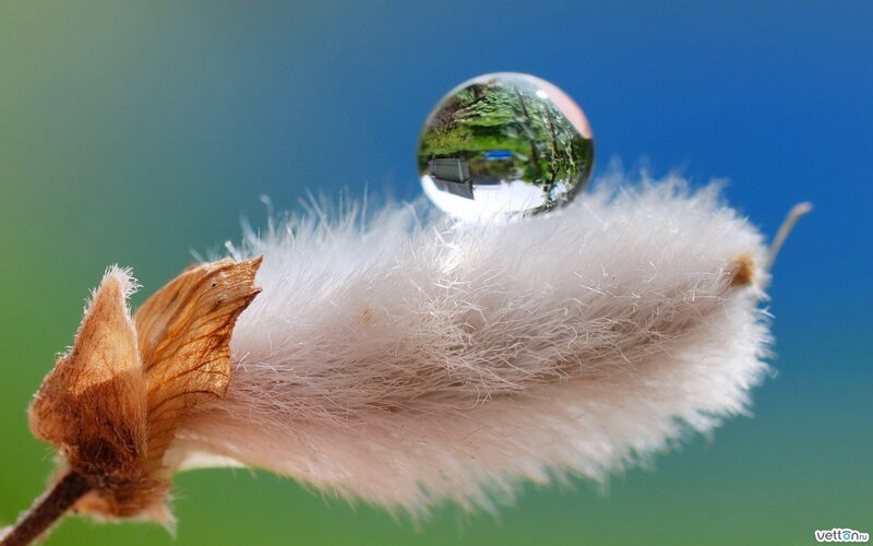 Cotton-like Plant with Water Droplet