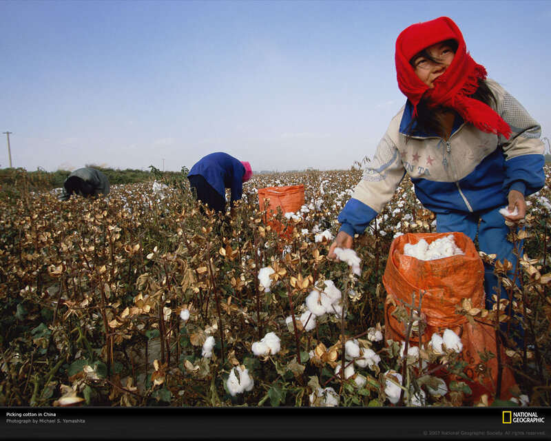 Cotton picking in China