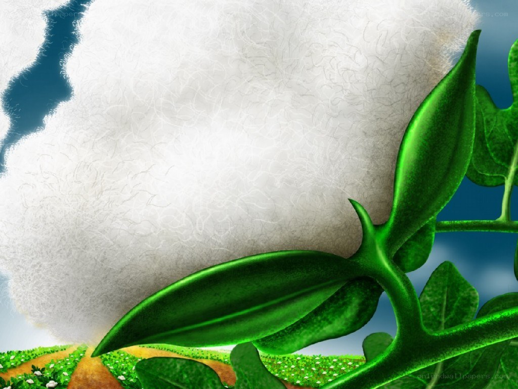 Cotton plant with fluffy boll