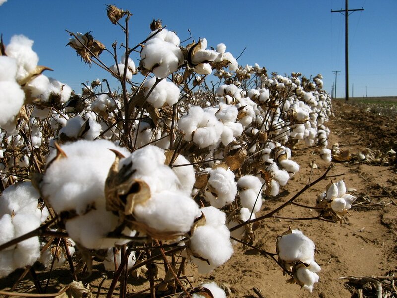 Cotton Plants in Field — White, Serene, Afternoon