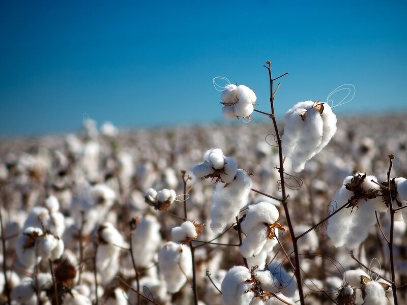 Cotton Plants in Field — White, Serene
