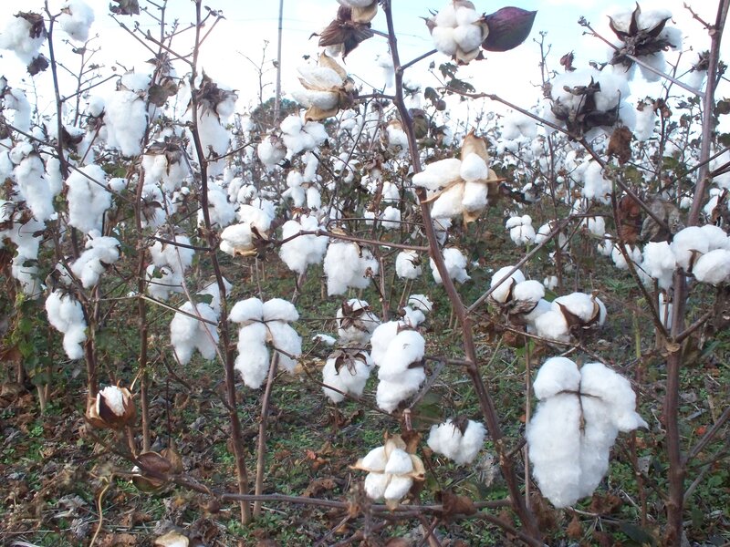 Cotton Plants in Field — White