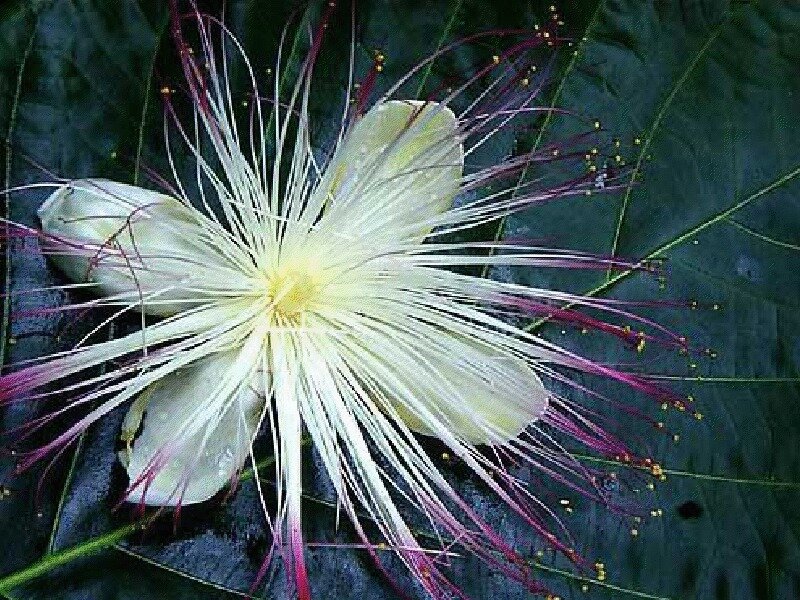 Cotton rose flower
