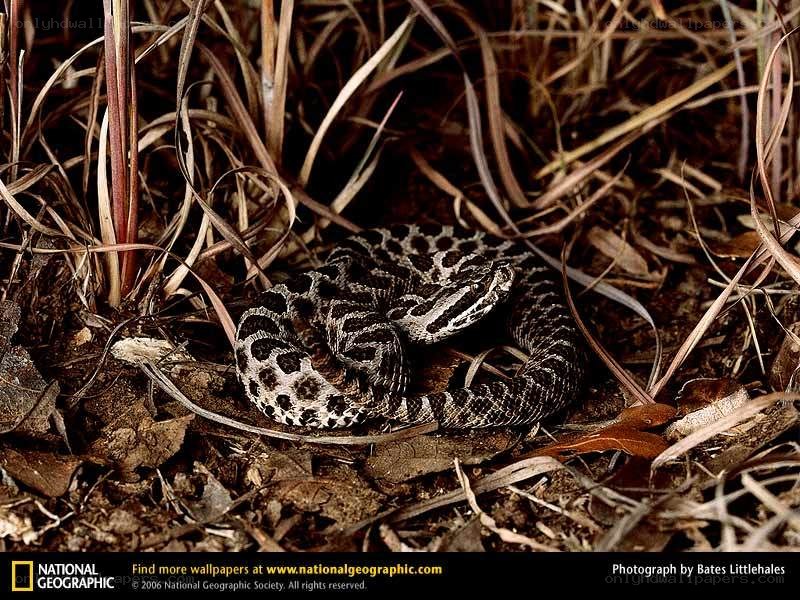 Cottonmouth snake in grass