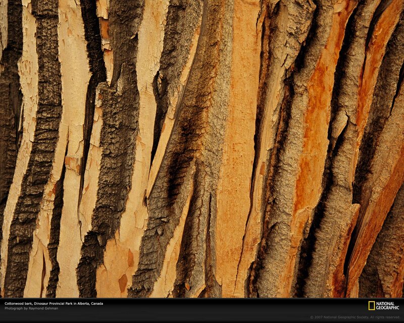 Cottonwood Bark