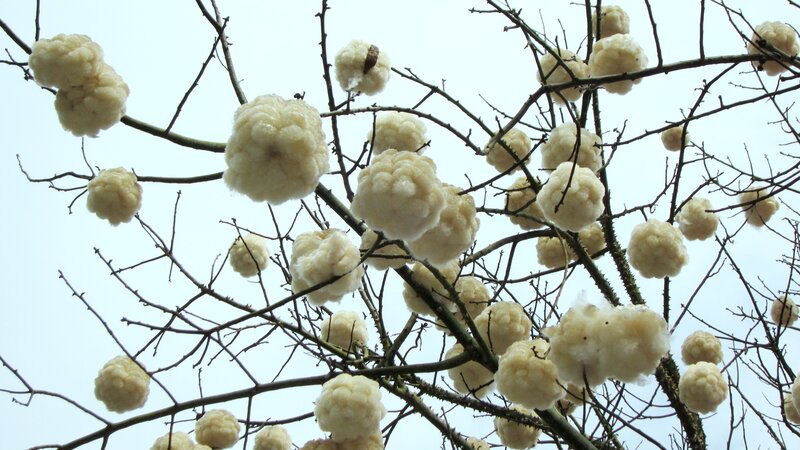 Cottony Tree Pods