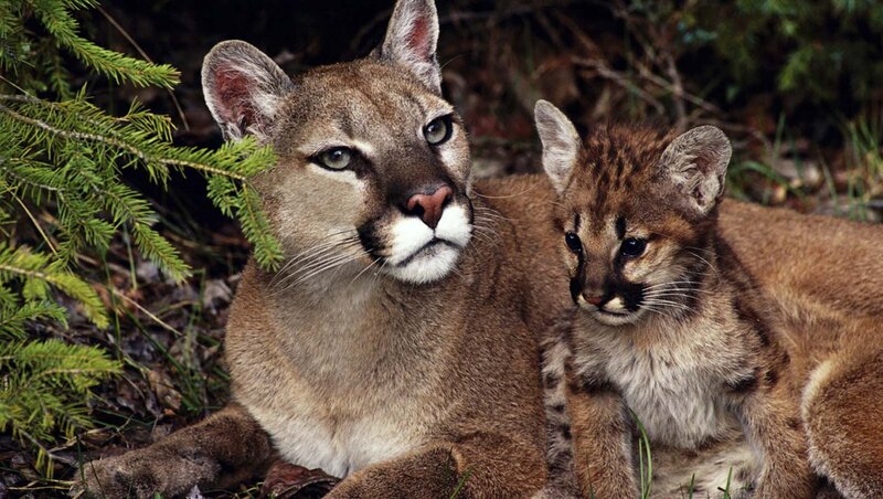 Cougar and Cub — Brown, Calm, Photograph
