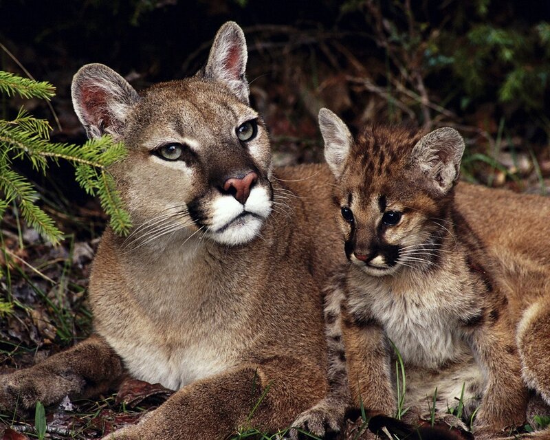 Cougar and Cub — Brown, Calm