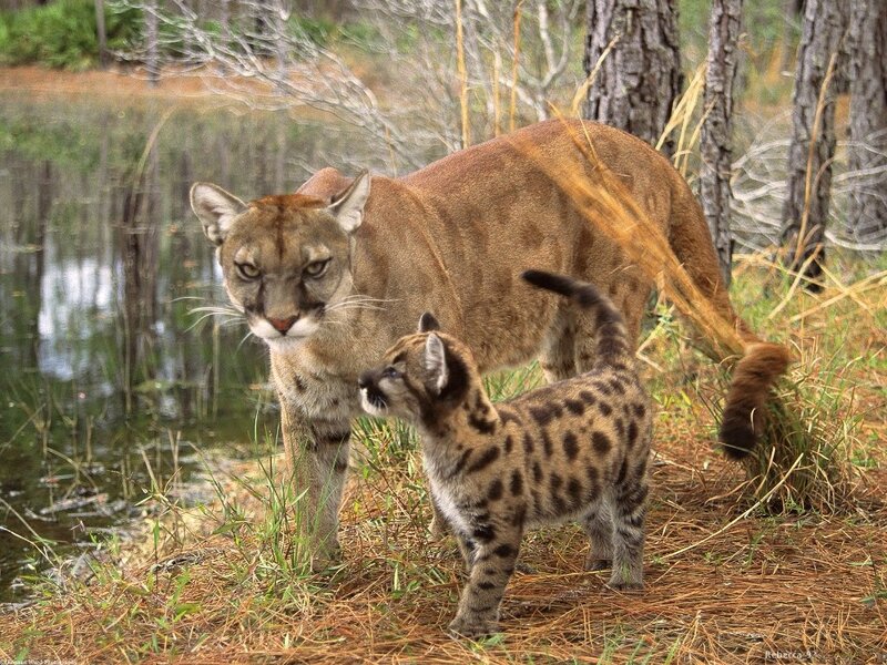 Cougar and Cub — Brown