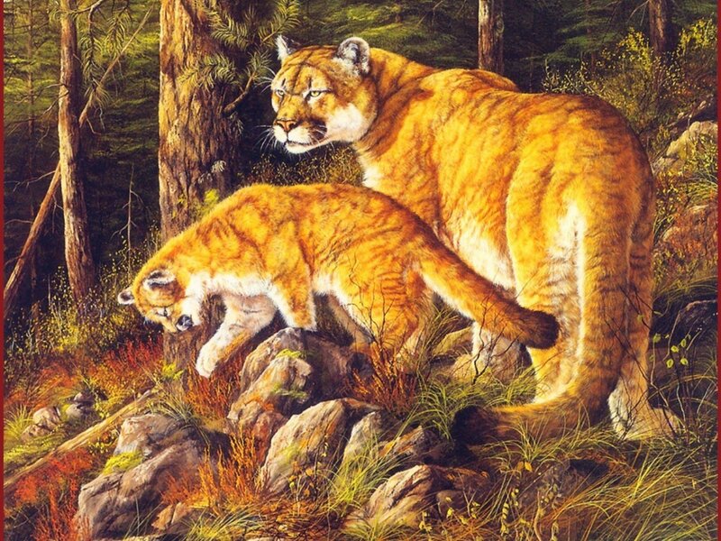 Cougar and Cub in Forest — Brown, Natural, Afternoon