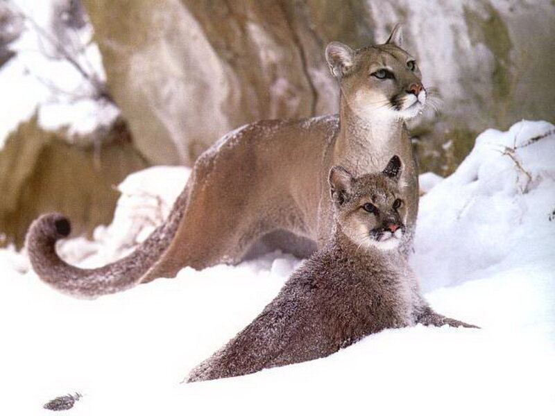 Cougar and Cub in Snow