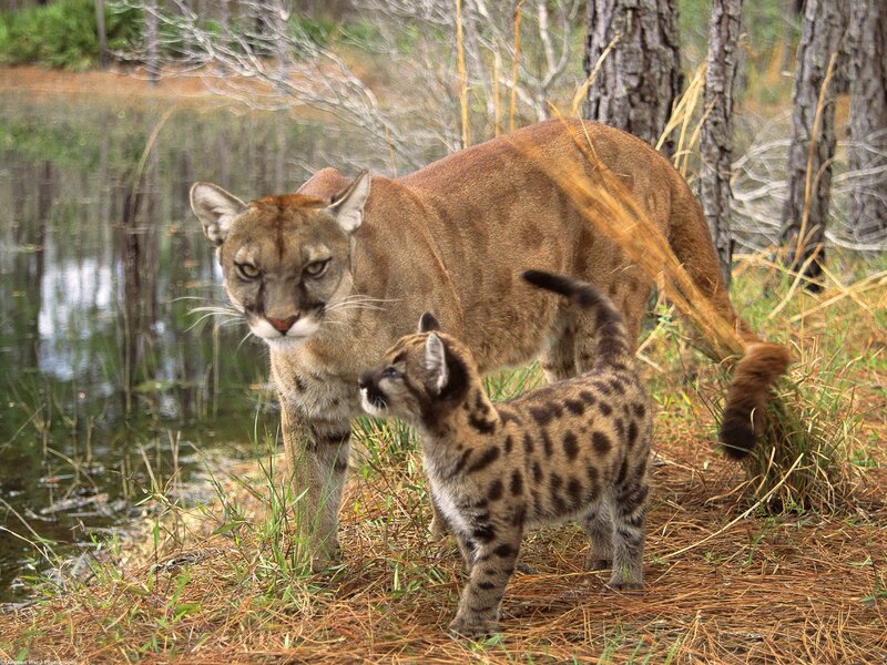 Cougar and cub near water