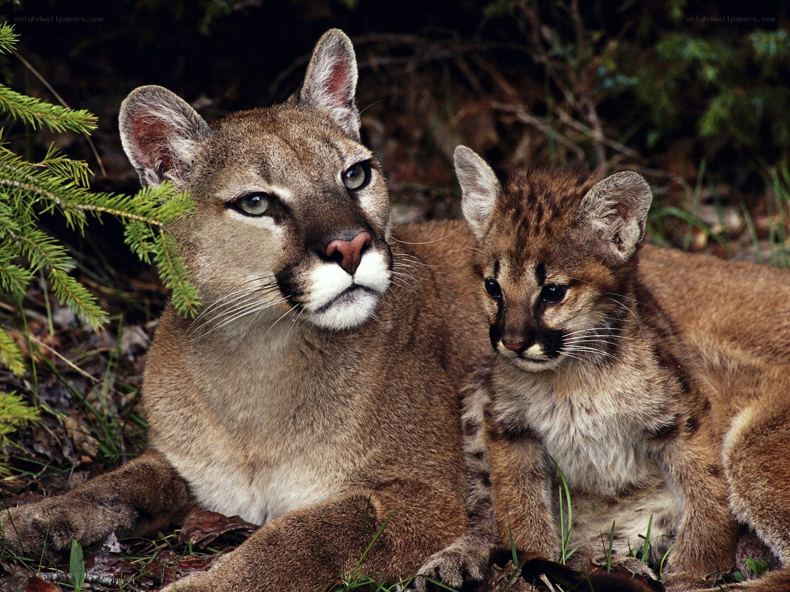 Cougar and her cub in forest