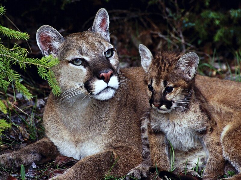 Cougar and her cub in forest