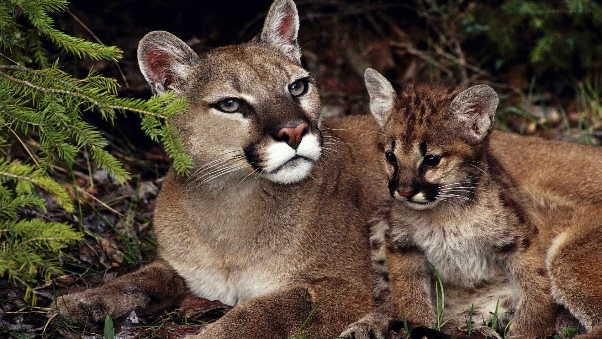 Cougar and her cub in forest