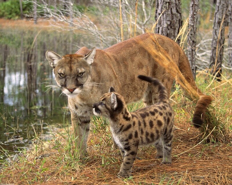 Cougar and her cub in the wild