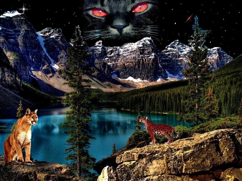 Cougar and Lynx on Rocks — Blue
