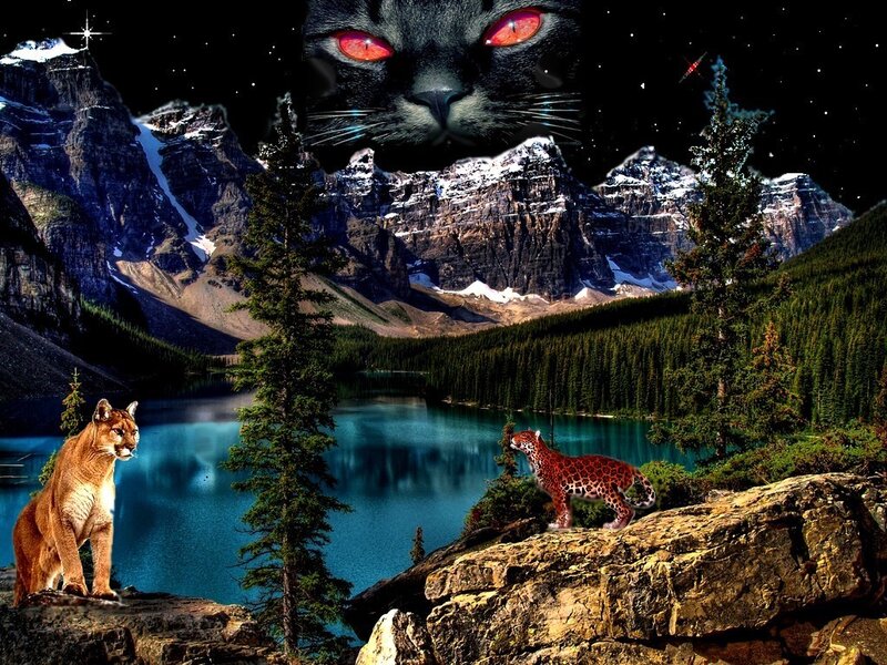Cougar and Lynx on Rocks