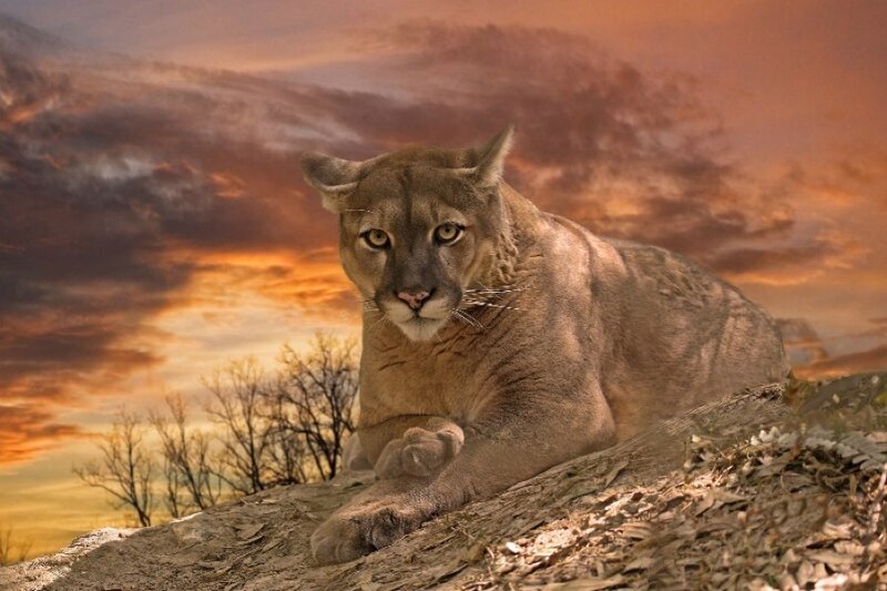 Cougar at sunset on a hill