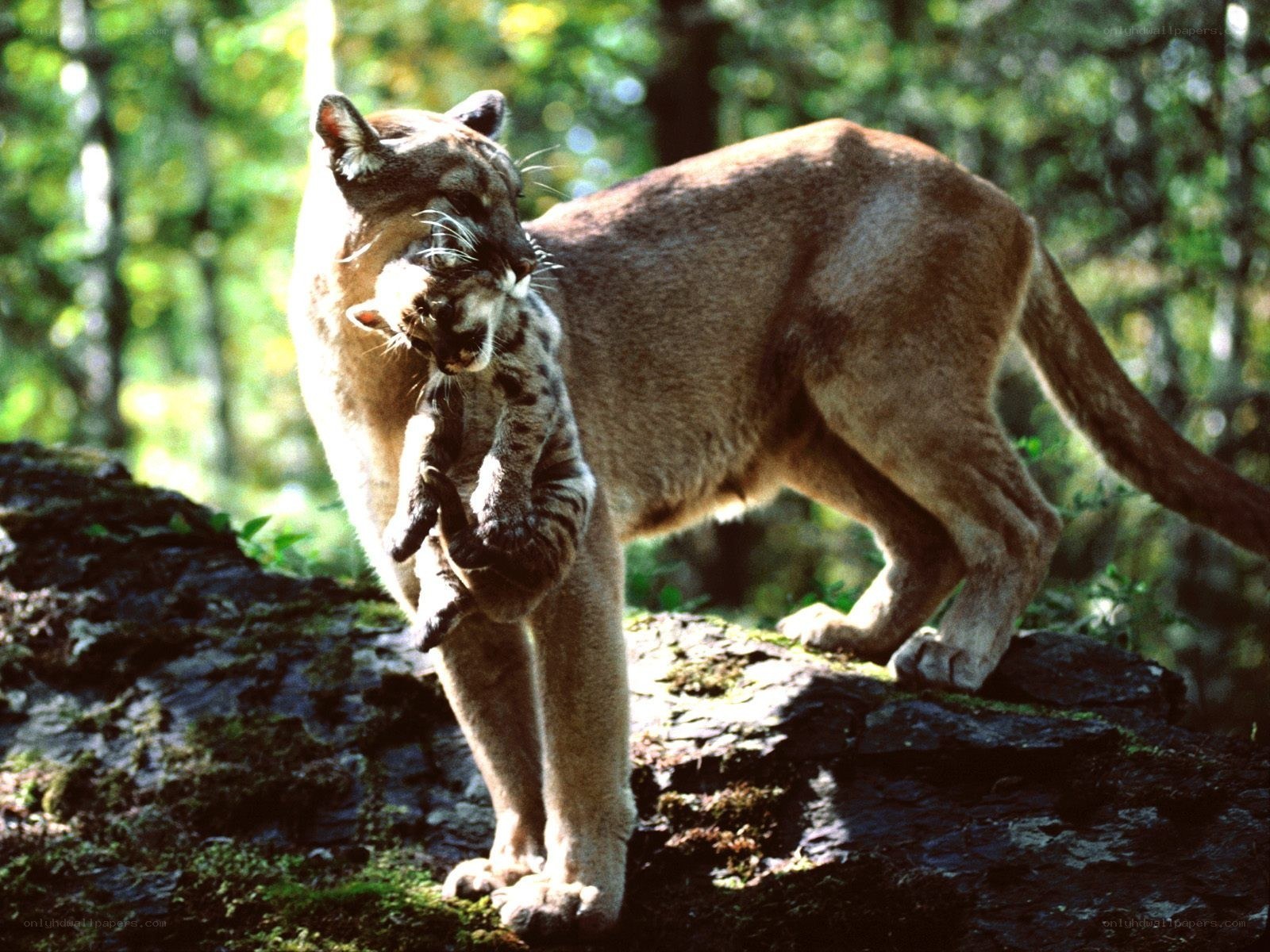 Cougar carrying her cub