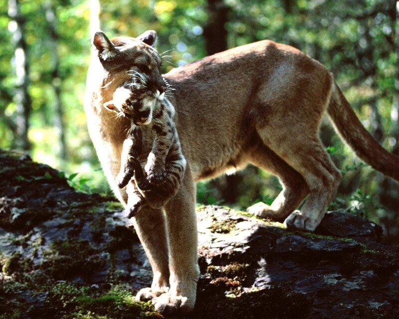 Cougar carrying its cub
