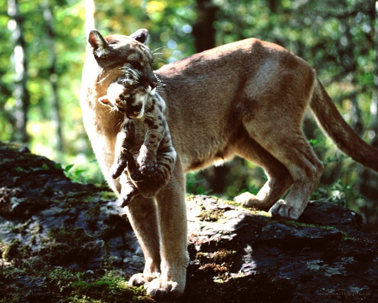 Cougar carrying its cub