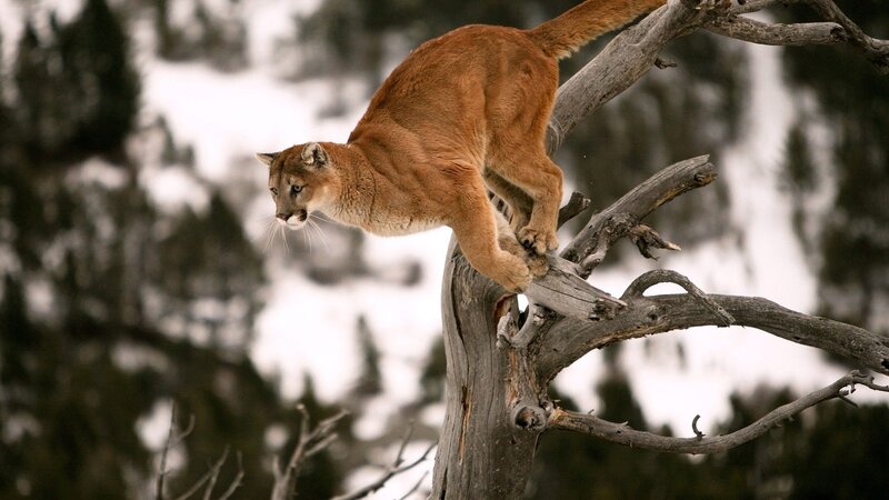 Cougar climbing a tree